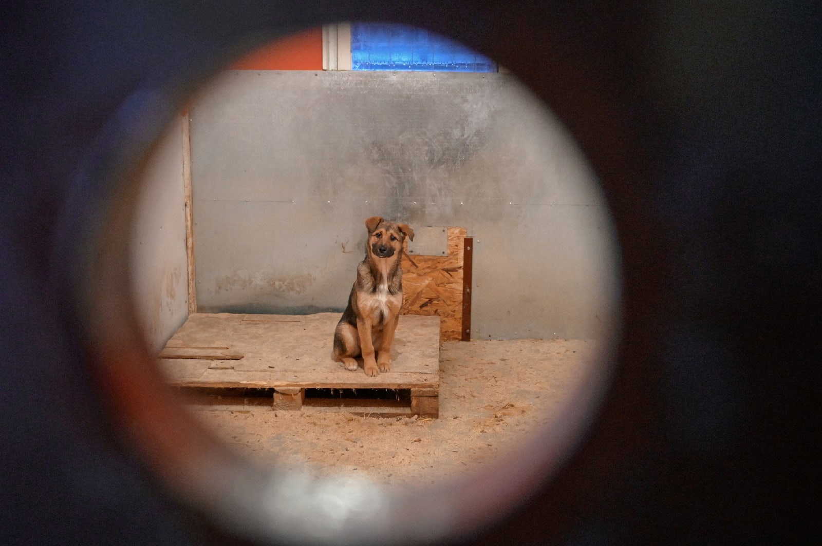 Уже год в Усинске успешно работает муниципальный приют для собак .