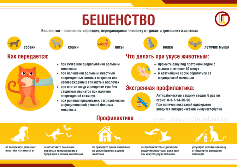 28 сентября - Всемирный день борьбы с бешенством. 28 сентября - Всемирный день борьбы с бешенством.