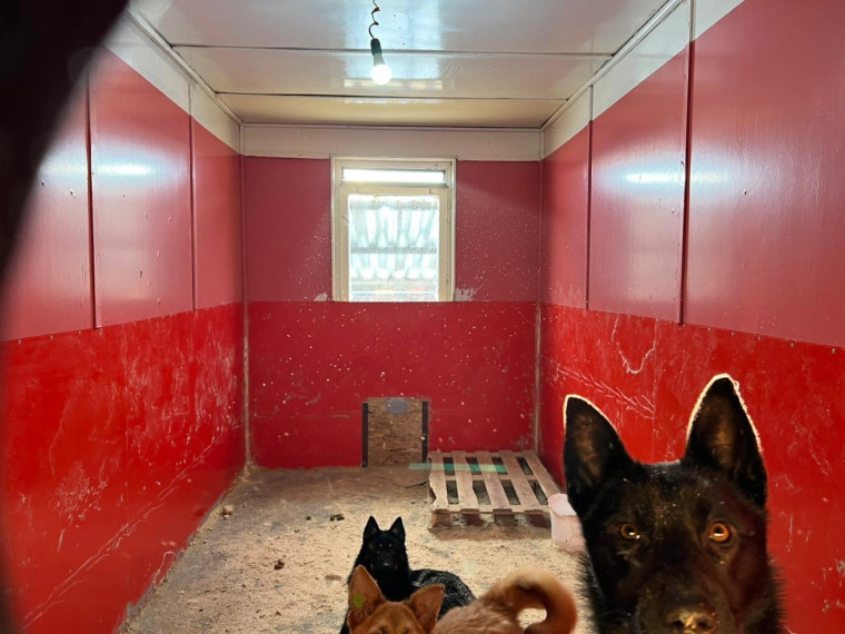 Уже год в Усинске успешно работает муниципальный приют для собак .